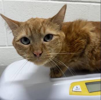 THOMAS -  Domestic Short Hair Cat for Adoption - THOMAS | PetCurious