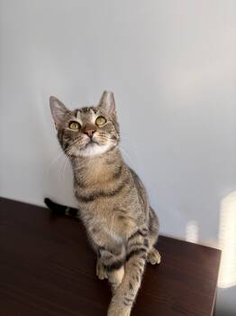 Banshee -  Domestic Short Hair Cat for Adoption in New York, New York - Banshee | PetCurious