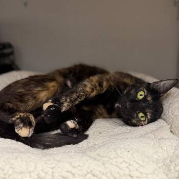 Carter -  Domestic Short Hair Cat for Adoption in Los Angeles, California - Carter | PetCurious
