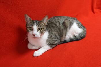 Rescue Domestic Short Hair Cats for Adoption in Fountain Hills, Arizona - Lemon Drop | PetCurious