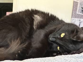 Atreyu -  Domestic Long Hair Cat Available for Adoption in Bremerton, Washington - Atreyu | PetCurious