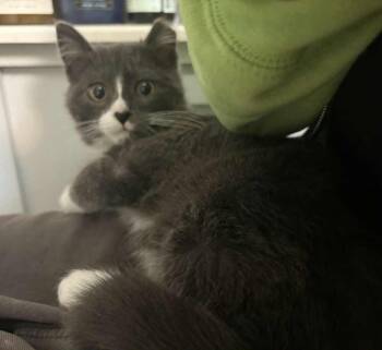 Domestic Short Hair Cats Available for Adoption - Idris | PetCurious