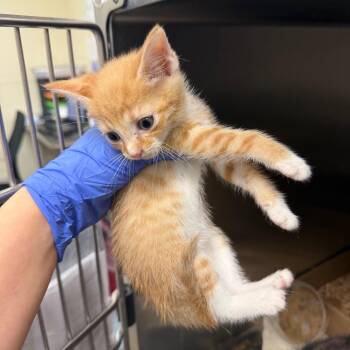 Apple -  Domestic Short Hair Cat for Adoption in Philadelphia, Pennsylvania - Apple | PetCurious