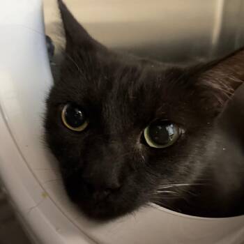 Wookie -  Domestic Short Hair Cat for Adoption in Las Vegas, Nevada - Wookie | PetCurious