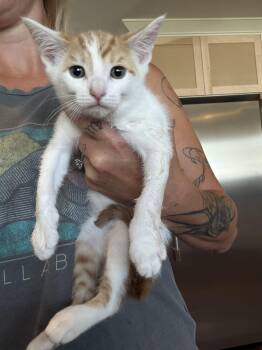 Cheeto -  Domestic Medium Hair and Tabby Cat for Adoption in Visalia, California - Cheeto | PetCurious