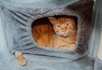 Rescue Tabby Cats for Adoption in Le Mars, Iowa - Annie Bell (Bonded To Gladys Ann) | PetCurious