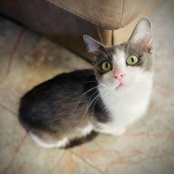 Jada -  Domestic Short Hair Cat for Adoption in Fort Worth, Texas - Jada | PetCurious