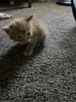 Stu Bates -  Tabby and Domestic Short Hair Cat for Adoption in Chandler, Arizona - Stu Bates | PetCurious