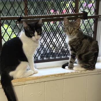 Picasso & Paloma (Bonded Pair) -  American Shorthair Cat for Adoption in Lincoln Park, New Jersey - Picasso & Paloma (Bonded Pair) | PetCurious