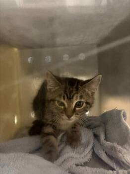 JUDY -  Domestic Short Hair Cat for Adoption in Kent, Washington - JUDY | PetCurious
