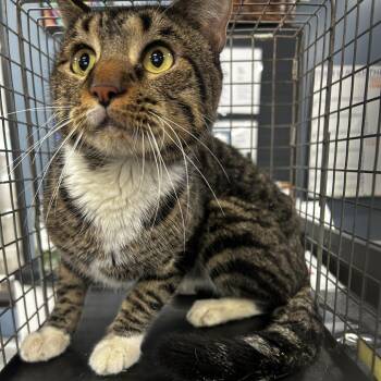 AHNJ-Stray-122008 -  Domestic Short Hair Cat for Adoption in Newark, New Jersey - AHNJ-Stray-122008 | PetCurious