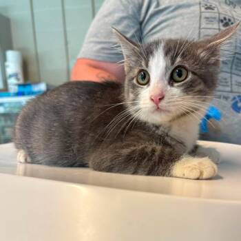 Sherpa -  Domestic Short Hair Cat for Adoption in Huntington, West Virginia - Sherpa | PetCurious