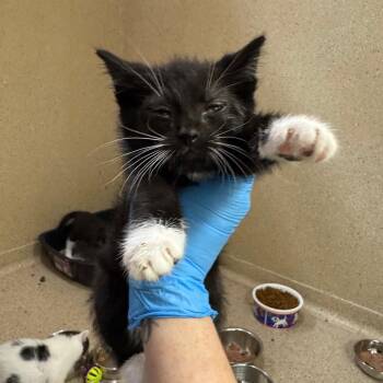 Boog -  Domestic Short Hair Cat for Adoption in Pekin, Illinois - Boog | PetCurious