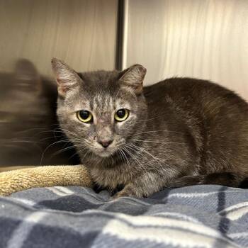 Gracie -  Domestic Short Hair Cat for Adoption in Birmingham, Alabama - Gracie | PetCurious
