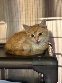 Juliet -  Domestic Long Hair Cat for Adoption in Metter, Georgia - Juliet | PetCurious