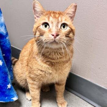 Domestic Short Hair Cats Available for Adoption in Waterloo, Iowa - Texas | PetCurious