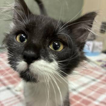 DeCavalcante -  Domestic Medium Hair Cat for Adoption in Bloomington, Illinois - DeCavalcante | PetCurious