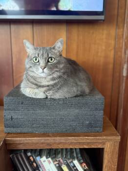 Tabby Cats Available for Adoption in Johnson City, Tennessee - Sable | PetCurious