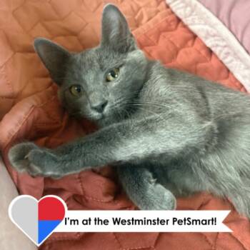 Tanya Liteoff -  Domestic Short Hair Cat for Adoption in Fort Collins, Colorado - Tanya Liteoff | PetCurious