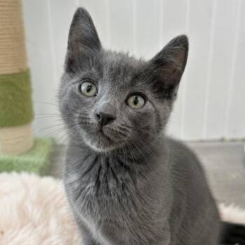 Domestic Short Hair Cats Available for Adoption in Pontiac, Michigan - Cinder | PetCurious
