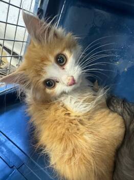 Rescue Domestic Short Hair Cats for Adoption in Chickamauga, Georgia - Jax | PetCurious