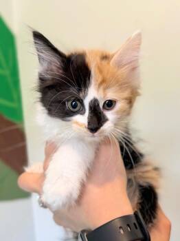 Comma -  Domestic Medium Hair Cat Available for Adoption in Menomonie, Wisconsin - Comma | PetCurious