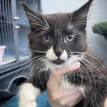 Domestic Medium Hair Cats Available for Adoption in Lenexa, Kansas - Giorgio Armani | PetCurious
