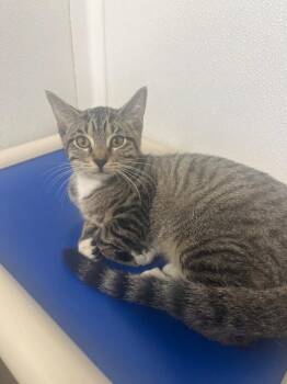 Banana -  Domestic Short Hair Cat for Adoption in Corpus Christi, Texas - Banana | PetCurious