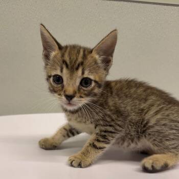 Romeo -  Domestic Short Hair Cat for Adoption in Clearwater, Florida - Romeo | PetCurious