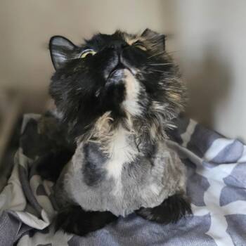 Miss Molly -  Domestic Long Hair Cat for Adoption in Monticello, Iowa - Miss Molly | PetCurious