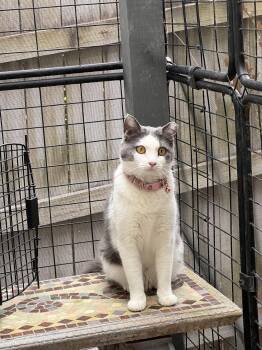 Domestic Short Hair Cats Available for Adoption in Fayetteville, Georgia - Mama | PetCurious