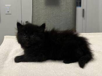Brewer -  Domestic Long Hair Cat for Adoption in Kansas City, Missouri - Brewer | PetCurious