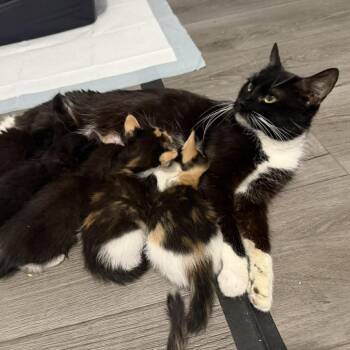 Hershey -  Domestic Short Hair Cat Available for Adoption - Hershey | PetCurious