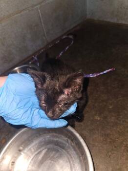 Chirrut -  Domestic Short Hair Cat for Adoption in Evansville, Indiana - Chirrut | PetCurious