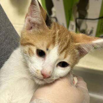Patches -  Domestic Short Hair Cat for Adoption in Asheville, North Carolina - Patches | PetCurious
