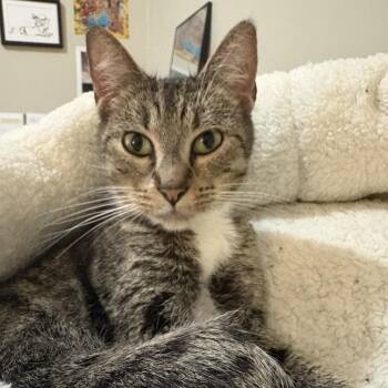 Funnel Cake -  Domestic Short Hair Cat for Adoption in La Grange, Kentucky - Funnel Cake | PetCurious