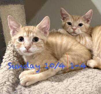 Celebration of Pets this Sunday -  Domestic Short Hair Cat for Adoption in East Hanover, New Jersey - Celebration Of Pets This Sunday | PetCurious