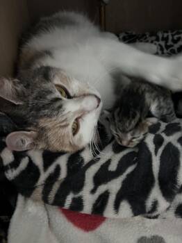 Pink -  Domestic Short Hair Cat Available for Adoption in Jackson, Georgia - Pink | PetCurious