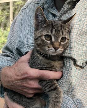 Sassafras -  Domestic Short Hair Cat for Adoption in Warren, Ohio - Sassafras | PetCurious