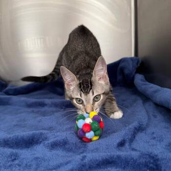Peony -  Domestic Short Hair Cat for Adoption in Asheville, North Carolina - Peony | PetCurious