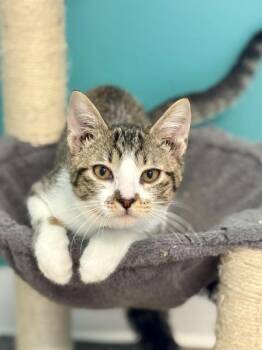 Rescue Tabby Cats for Adoption in Scottsburg, Indiana - Bilbo | PetCurious