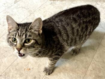 Domestic Short Hair Cats Available for Adoption in Louisa, Kentucky - BRO | PetCurious