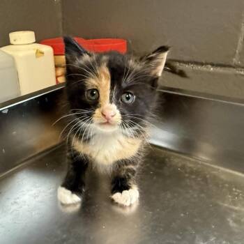 Domestic Short Hair Cats Available for Adoption in Tuscaloosa, Alabama - TUSC-Stray-84597_2_3 | PetCurious