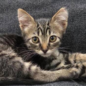 Ripley -  Domestic Short Hair Cat for Adoption in Las Cruces, New Mexico - Ripley | PetCurious