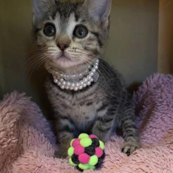 Mocha -  Domestic Short Hair Cat for Adoption in Wiggins, Mississippi - Mocha | PetCurious