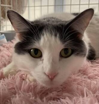 Rescue Domestic Short Hair and Turkish Van Cats for Adoption in Roslyn Heights, New York - Motek (Sweetheart) | PetCurious