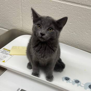 Rescue Domestic Short Hair Cats for Adoption in Grand Rapids, Michigan - Paloma - Chow Hound Northland | PetCurious