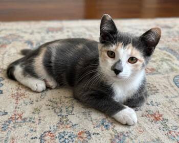 Calypso -  Domestic Short Hair and Calico Cat for Adoption in Calimesa, California - Calypso | PetCurious