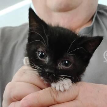 Kelly -  Domestic Short Hair Cat for Adoption in Grantsville, Utah - Kelly | PetCurious