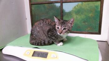 PECAN -  Domestic Short Hair Cat for Adoption in Houston, Texas - PECAN | PetCurious